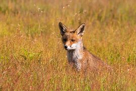 Vos van David van 't Hof