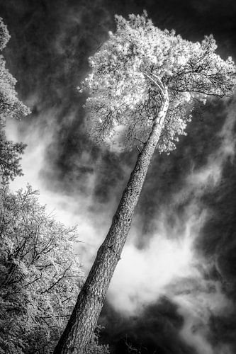 Surreal unique black-and-white infrared tree under dramatic sky. Photo print.