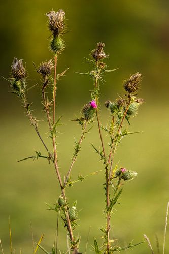 DIE LETZTE BLÜTE van Jürgen Schneider