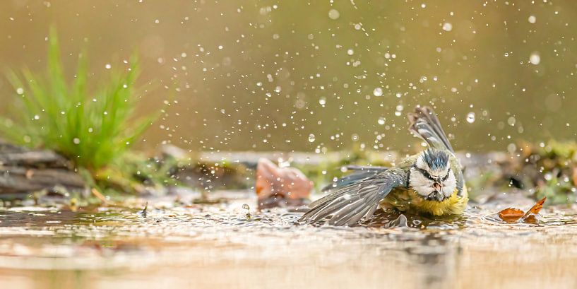 Bain 2 par Kris Hermans