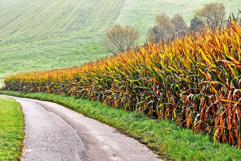 ein herbstliches Maisfeld von Werner Lehmann
