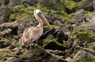 Bruine pelikaan van Maarten Verhees thumbnail