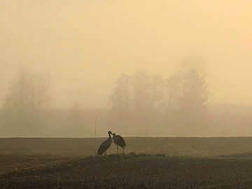 morning awakening by Elise K. Tuni