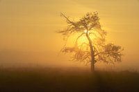 Sun tree II