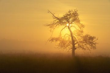 Sun tree II van Steven Driesen