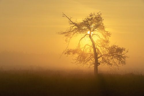 Sun tree II