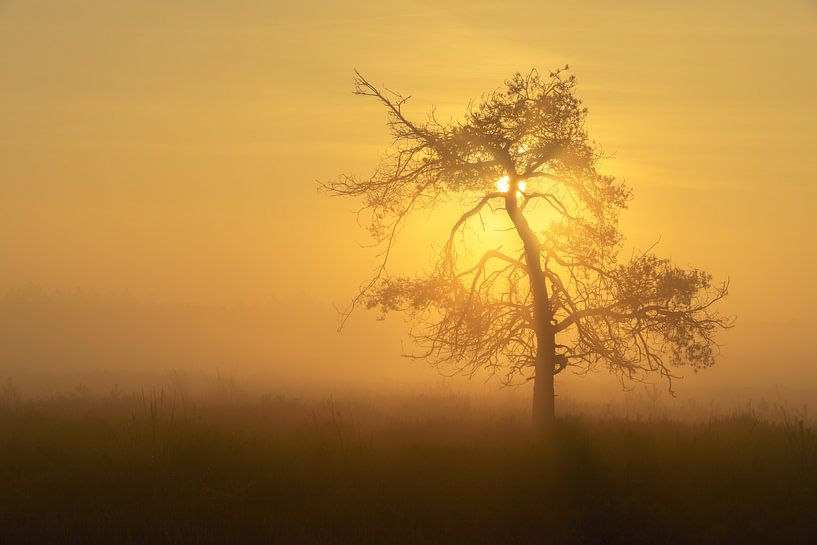 Sun tree II van Steven Driesen
