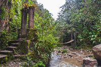 Jungle in Colombia