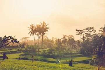 View over the rice fields of Ubud on Bali Indonesia by Michiel Ton