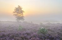 Sunrise Heather at Kalmthout by Jos Pannekoek thumbnail
