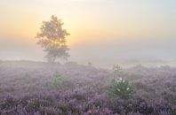 Sonnenaufgang Kalmthoutse Heide von Jos Pannekoek Miniaturansicht