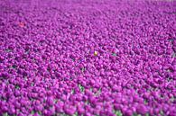 Tulipes violettes sur JTravel Aperçu