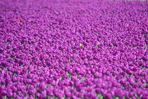 Lila Tulpen
