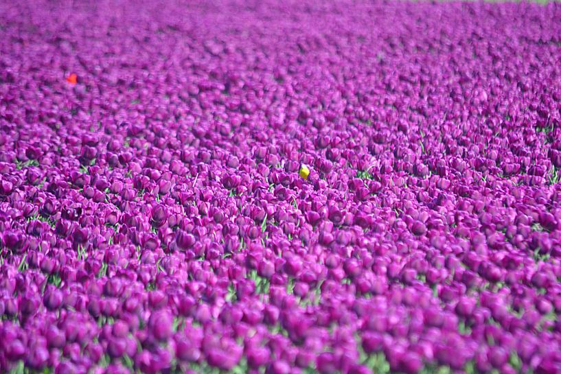Tulipes violettes sur JTravel