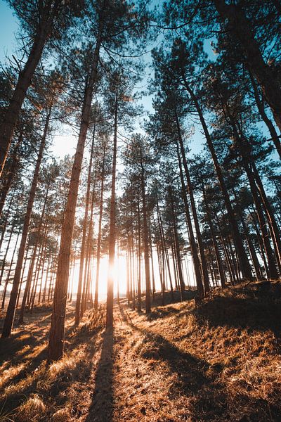 Wald von Oranjezon 1 von Andy Troy