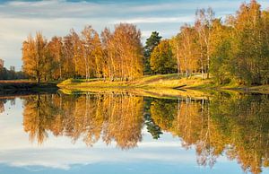 Herfstmiddag in het bos, Nederland van Sebastian Rollé - travel, nature & landscape photography
