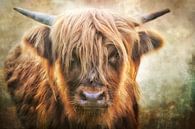 little Highland Boy von Claudia Moeckel Miniaturansicht