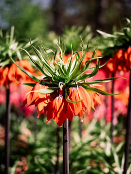 Kaiserfalter inmitten von Tulpenfeldern