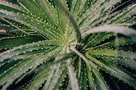 Aloe Vera-Pflanze von Sabine Keijzer Miniaturansicht