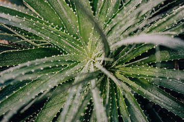 Aloe vera plant van Sabine Keijzer