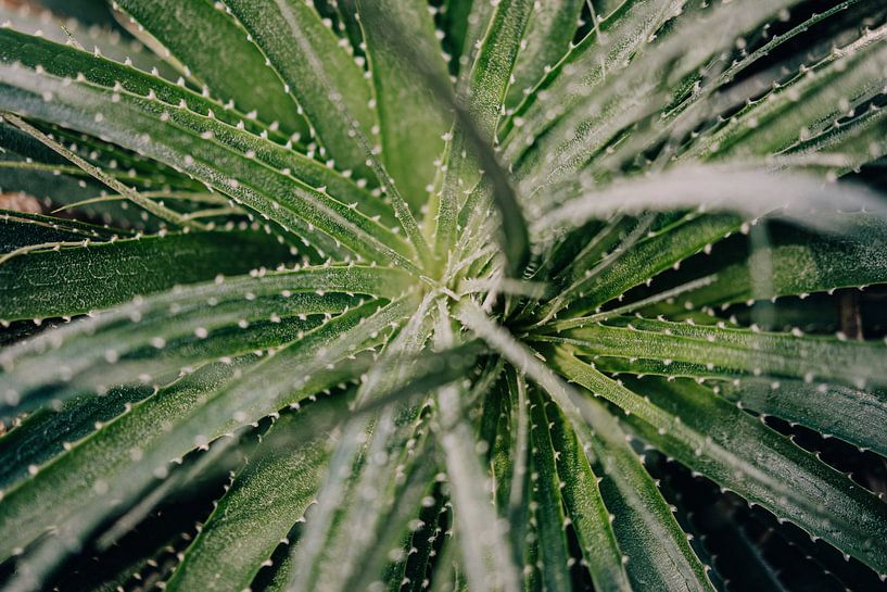 Aloe Vera-Pflanze von Sabine Keijzer