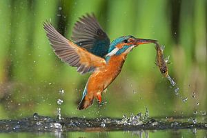 Eisvogel