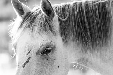 Gefluisterde Geheimen - Close-up van een Paard van Femke Ketelaar