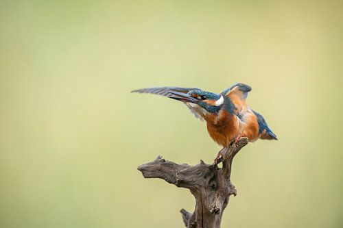 Eisvogel alcedo atthis