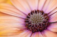 Spanish Daisy
