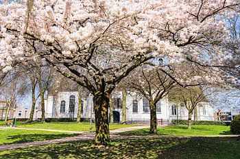 Blossom at the old church