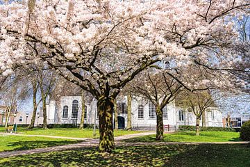 Bloesem bij de oude kerk