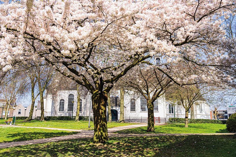 Blossom at the old church by Albert Lamme
