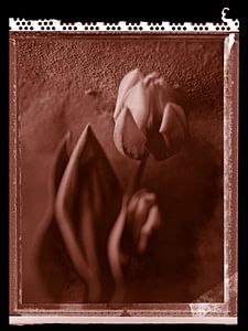 Polaroid Tulp van Karel Ham