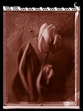 Tulipe polaroïd sur Karel Ham