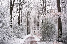 Schnee auf dem schönen Waldweg Veluwe von Esther Wagensveld