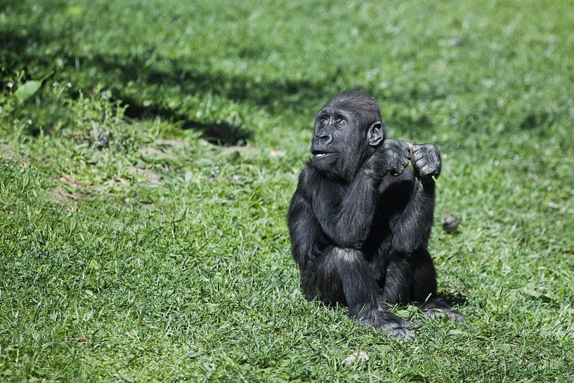 Interrogatively anxious look of cute baby gorilla on bright green grass by Michael Semenov