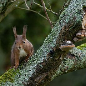 Eekhoorn op Mosrijke Boom van By Marjolein Design