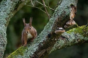 Eichhörnchen auf moosbewachsenem Baum