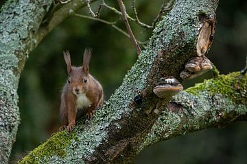 Squirrel on Mossy Tree