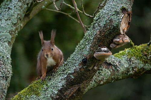 Eichhörnchen auf moosbewachsenem Baum von By Marjolein Design