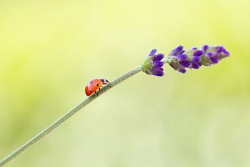 Lieveheersbeestje op lavendel van Andrea Hofstra