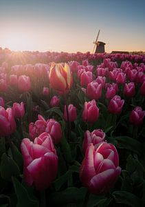 Tulpen