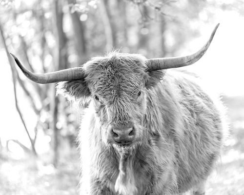 Schotse Hooglander zwartwit portret II