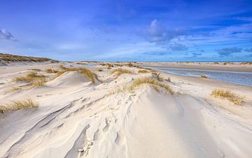 Formation de jeunes dunes à Texel.
