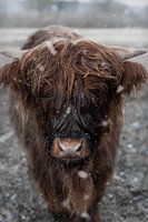 Schotse Hooglander in de Sneeuw