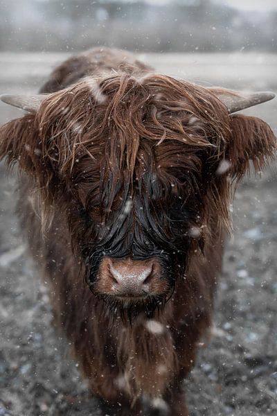 Scottish Highlander in the Snow by Manon Moller Fotografie