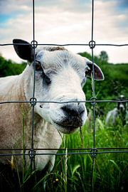 Schaap met een zwoele blik von Jildou Smilda