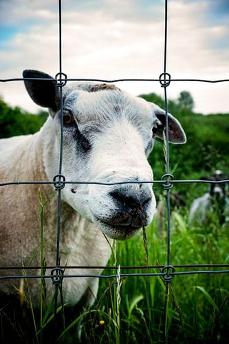 Schaap met een zwoele blik