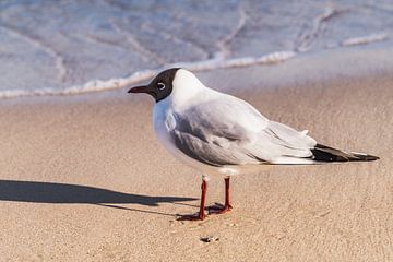 Black-headed gull van Gunter Kirsch