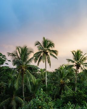 Palmbomen tijdens een pastel zonsondergang van Felix Van Leusden